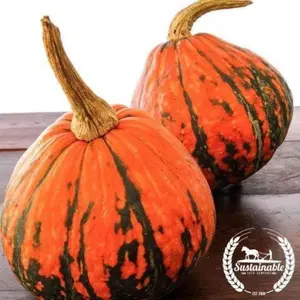 Squash Seeds - Winter - Lakota (Organic)