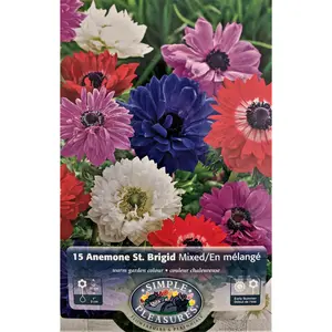 St. Brigid Anemone Windflowers Mixture - 15 Bulbs - 8/+ cm Bulbs