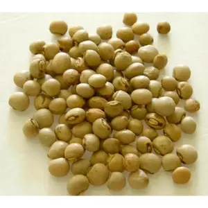 Pea Seeds- PIGEON - Jamaican Gungo - Gandules Pea Seeds- PIGEON - Jamaican Gungo - Gandules