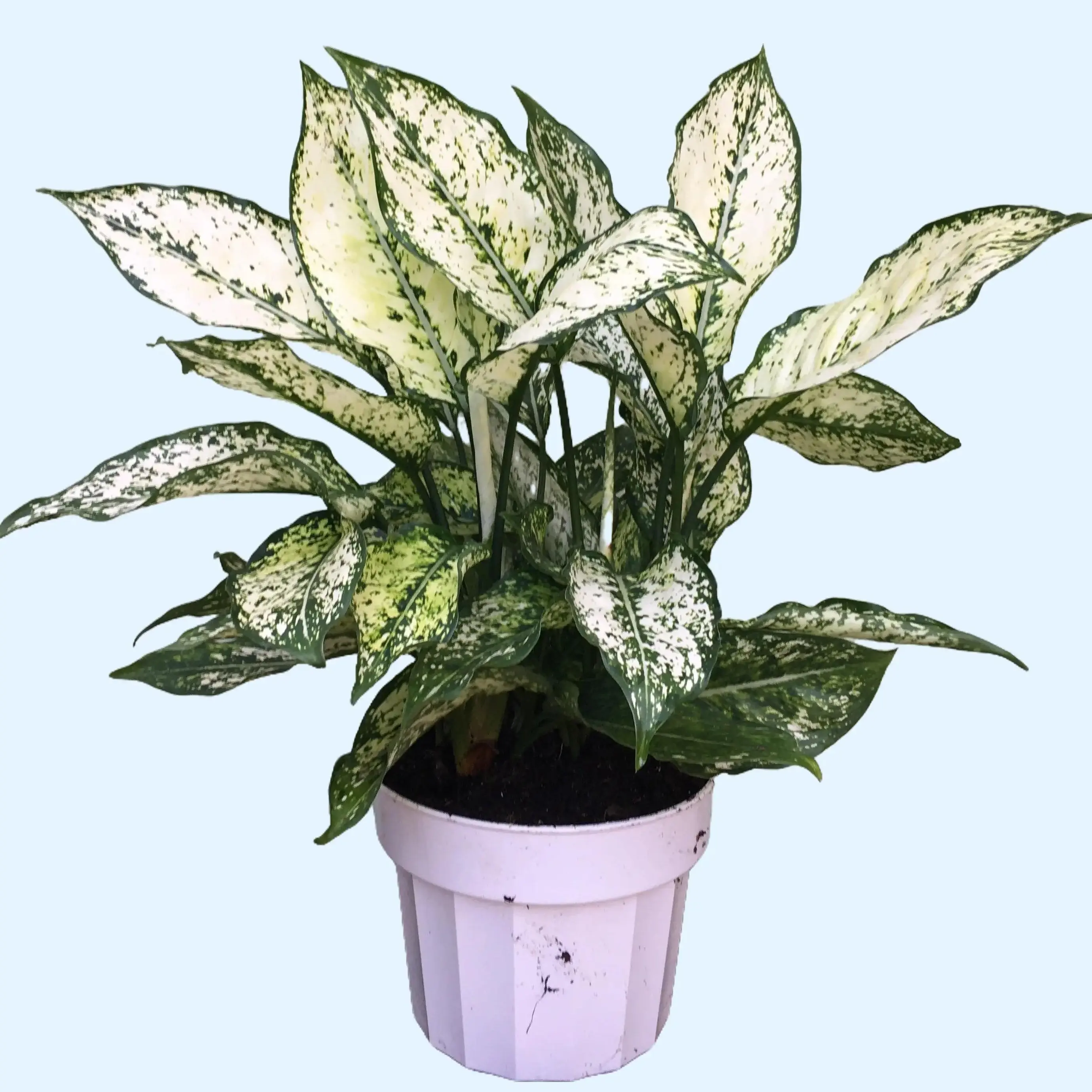 6 ft fiddle leaf fig tree Fiddle Leaf Fig Tree: Ficus lyrata - 10 inch pot