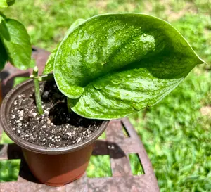Silver Satin Pothos Potted Live House Plant, Scindapsus Pictus Argyraeus, Trailing Indoor Plant in Plastic Pot