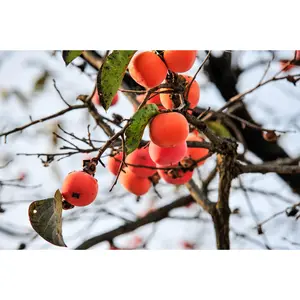 3 Sestronka Persimmon Scions, Cuttings, Scionwood