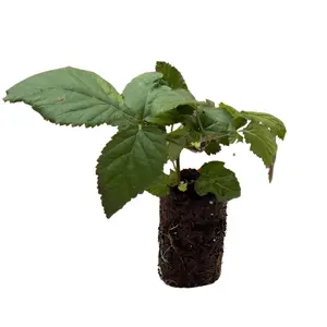 Prime-Ark Freedom Blackberry Plug Plants – Thornless Everbearing Variety | Dual Harvests | Sweet, Firm, High-Yield Berries | Hand Picked Nursery