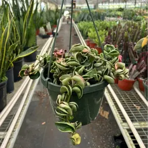 Variegated Hoya Rope Plant – Indoor Live Plant, Roped Leaves for Trailing, Beginner Friendly, Medium Sized,  Pet Friendly, Rare Plant, Bright Light, Perfect Houseplant Gift