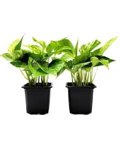 3" Beginner-Friendly Pothos Bundle