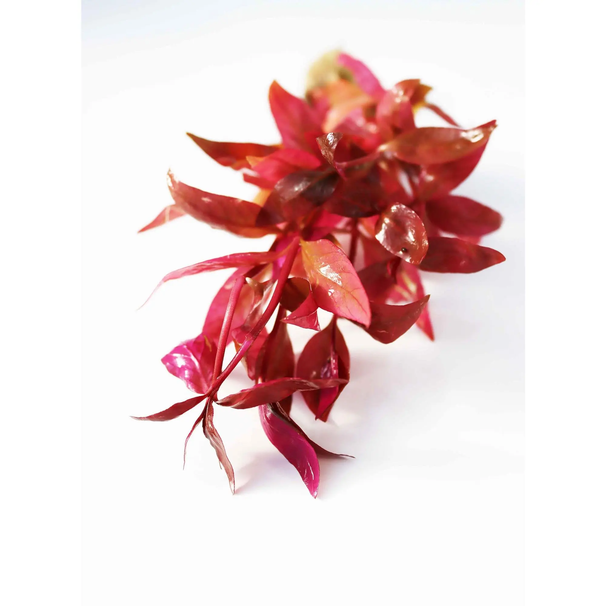 Alternanthera Lilacina (Purple version of our best seller!)