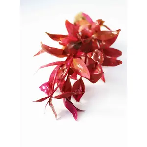 Alternanthera Lilacina (Purple version of our best seller!)