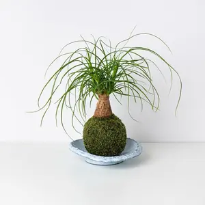 Ponytail Palm Tree Kokedama