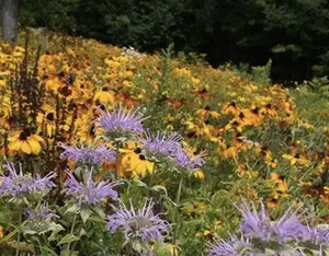 Northeast Wildflower Mix Small Shaker Bottle