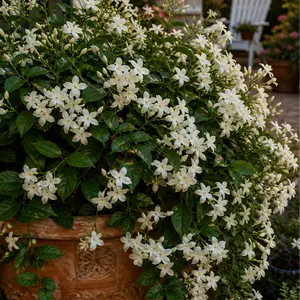 Jasmine Flower Seeds, Home Improvement Garden Supplies for Planting