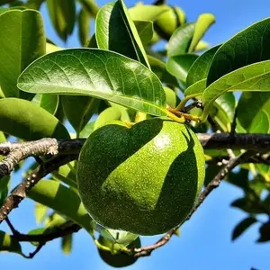 5 Pond Apple Tree Seeds (Annona glabra) Rare Tropical Alligator Apple Fruit Fast