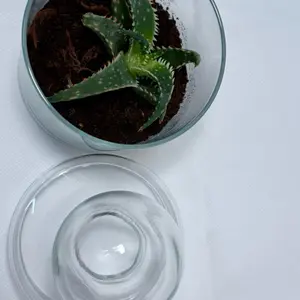 Live Aloe Vintage Apothecary Jar Terrarium - Christmas Carol, Green Aloe Vera Plant, Clear Glass Container