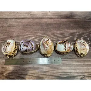 Large Carved Cowrie Shells