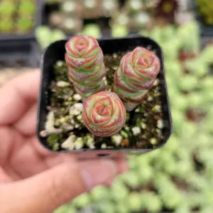 Crassula 'Baby's Necklace'