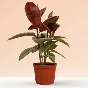 Ficus Elastica Ruby – Rare Indoor Live Plant, Striking Pink Hues, Rubber Leaves, Eye-Catching, Medium, Air Purifying, Beginner Friendly, Bright Light Variegated Houseplant