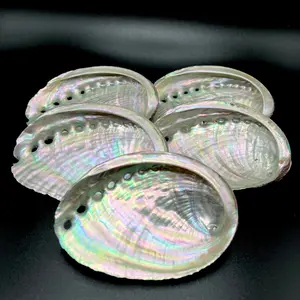 Abalone Shell Cleansing Smudging
