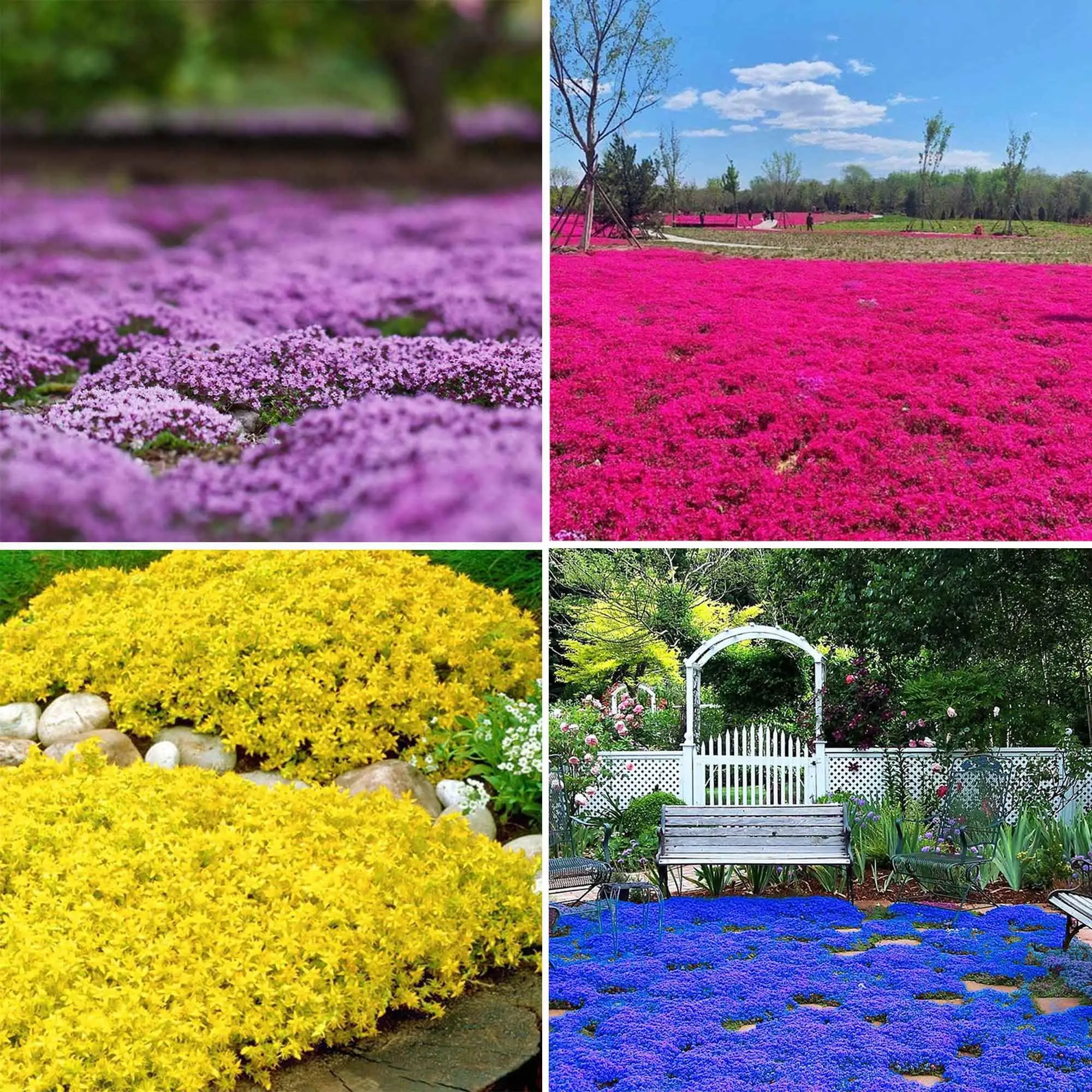 3000+ Mix Creeping Thyme Seeds Ground Cover for Planting - 4 Colours Thymus Serpyllum Heirloom Purple,Blue, Red, Yellow Beautiful Perennial Flower