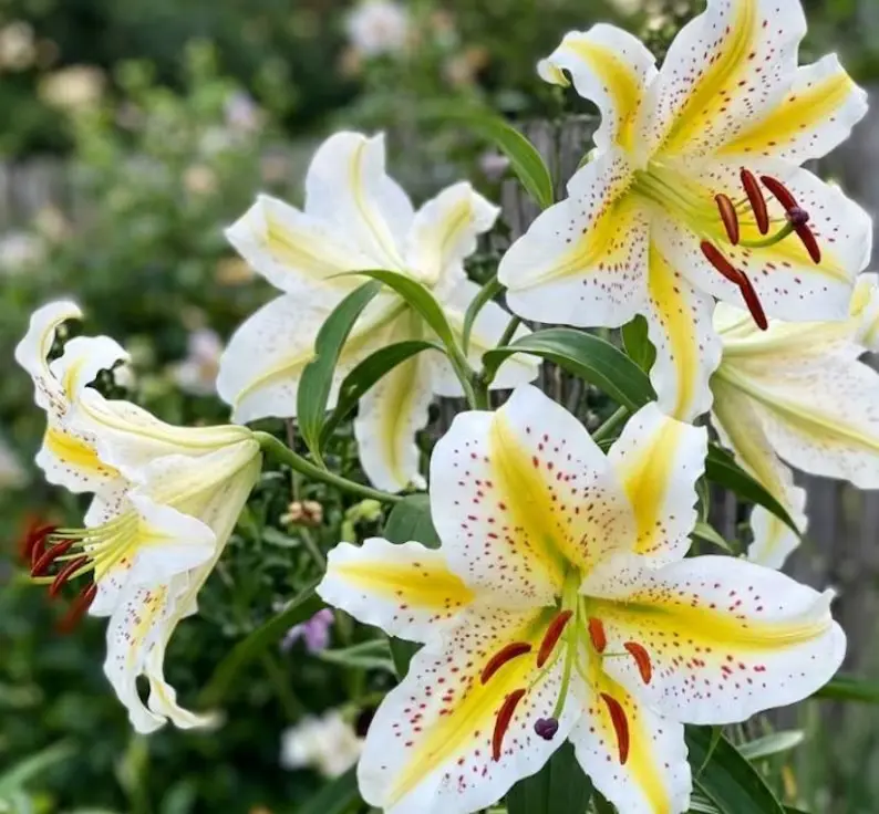 White Yellow Spotted Oriental Lily Bulbs, Fragrant Perennial Flower Bulbs, Home Garden Potted Plant, Ships as Bare Bulbs