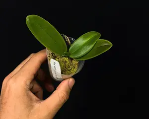 Phalaenopsis aphrodite formosana • Species Orchid • White Bloom Orchid