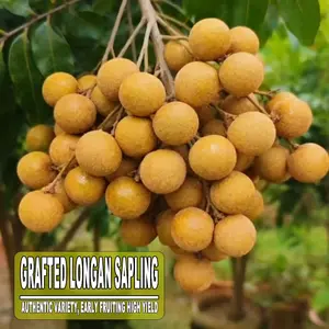 Grafted Longan Tree Sapling, Potted Live Dimocarpus Longan Plant, Sweet Juicy Tropical Fruit Tree For Yard Patio Home Garden