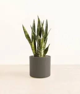 Green Snake Plant