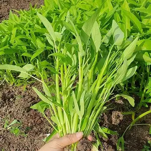 600+Kong Xin CAI Seeds | Ong Choy - Rau Muong - Kangkong Seeds | Vegetable Seeds for Planting