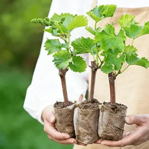 Fresh sweet Jingwu grape seedlings, no astringent purple fruit vine, fresh direct delivery, high sugar content, suitable for garden planting, native planting in the United States