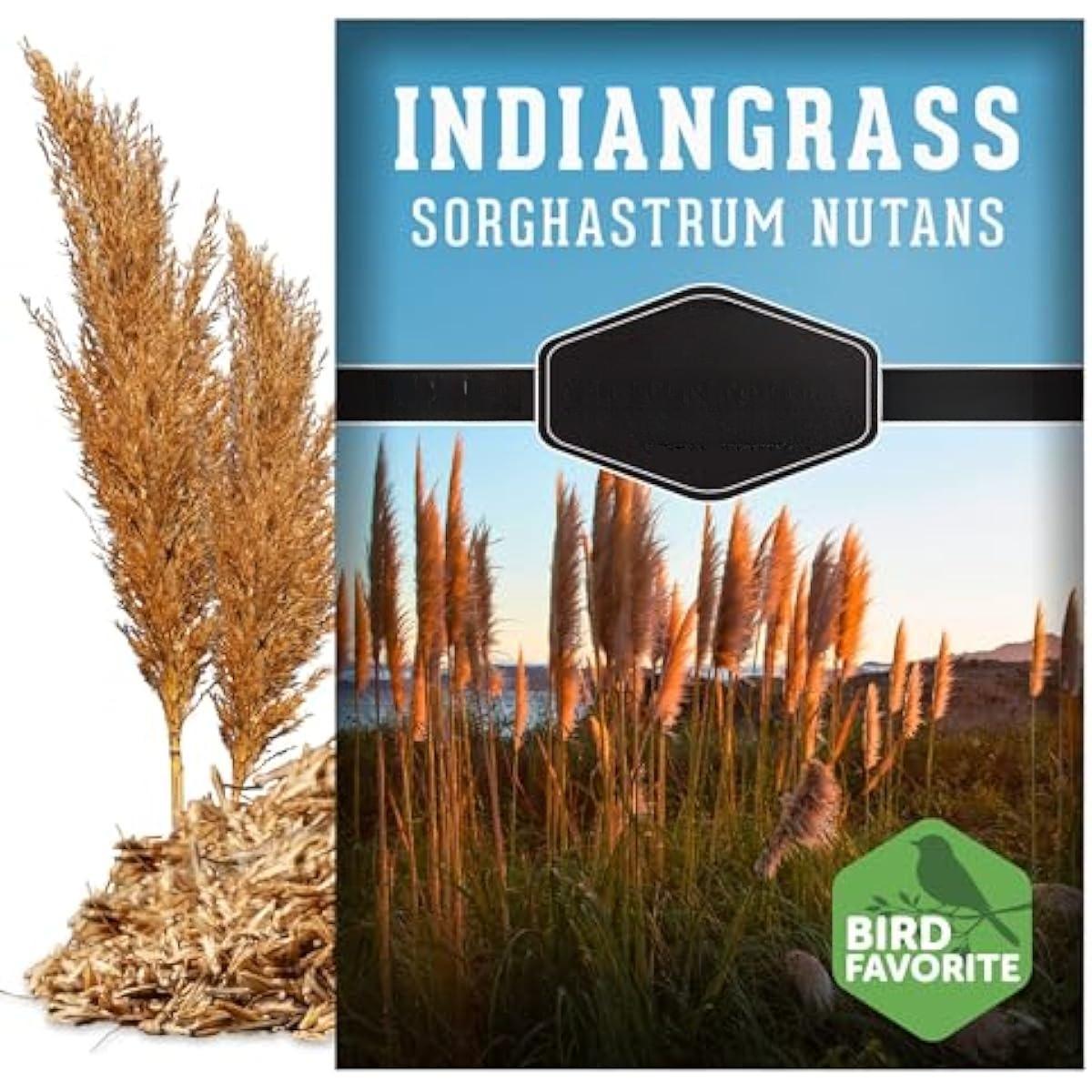 Indiangrass Seeds for Planting | Golden PrairPlant | Drought-Tolerant North American Native Grass - 1 Packie