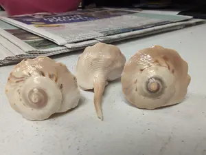 Bulk Spiral Tudicla Shells (Tudicla spirillus) – Natural Craft Shells for DIY & Wedding Decor