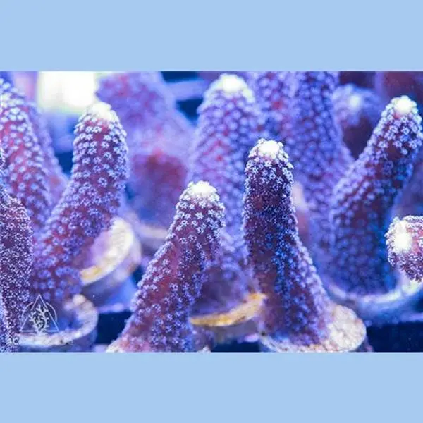 ACI Milka Stylophora