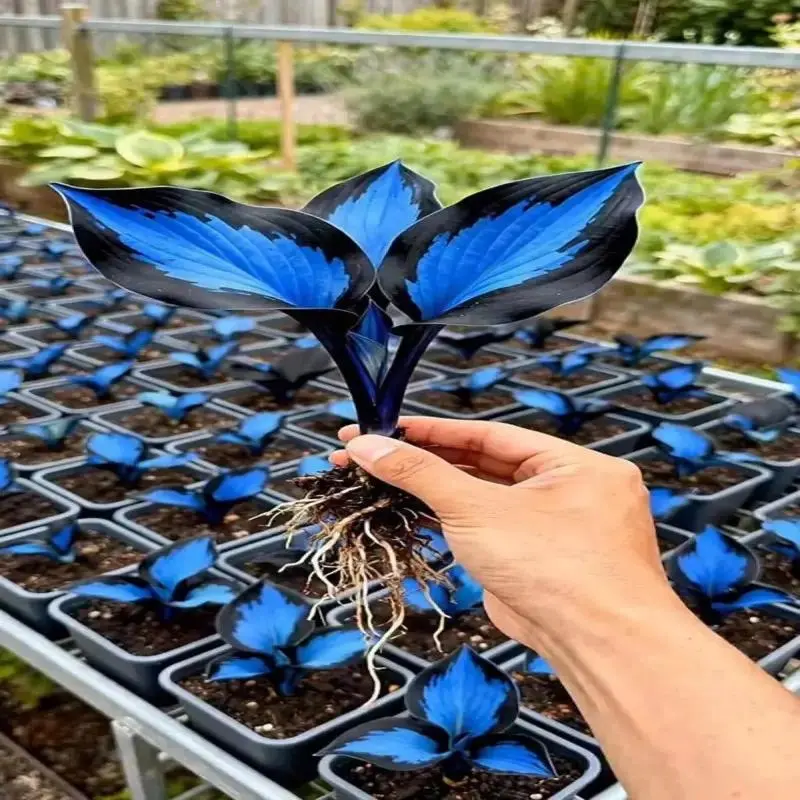 288+ Midnight Blue Hosta Garden Mixed Hosta Seeds fEasy Planting – Perennial Shade Plants with Decorative Foliage, Ideal for Shady Gardens, Borders, Pots & Ground Cover