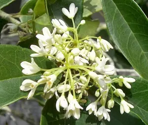 Fragrant Tea Olive (osmanthus fragrans) - Trade Gallon for Indoor and Outdoor Decoration