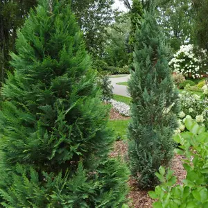 Weeping Alaskan Cedar