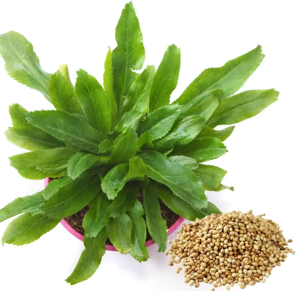 500 Culantro Recao Seeds