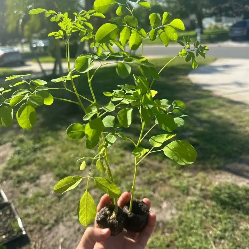 Organic Moringa Oleifera Live Tree Starter Plant (11 in+), Miracle Tree Fast-Growing Outdoor Edible Medicinal Superfood for Home Garden Supplies