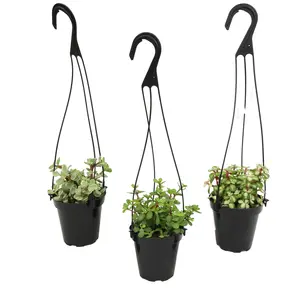 Succulent Hanging Basket 3-pack: Trailing Succulents - Easy Plant Care - (3.5") - Crassula - Sedum - Drought Tolerant Plants - Senecio - Portulacaria Elephant Bush Plants - Colorful Live Plant Hanging Baskets