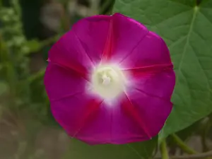 Pink Morning Glory Flower Seed Pack, "Scarlet O'Hara" Tropical Vining Flowers, Easy-to-Grow Heirloom Variety for Hummingbird Garden and Pollinator-Friendly Garden