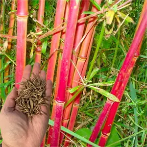 50 Red Panda Bamboo Seeds- Exotic Perennial Bamboo Plant Seeds, Rare Non-Invasive Variety for Gardens and Pots, Eco-Friendly Landscaping, Fast-Growing Decorative Grass Seeds