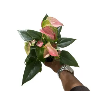 New Anthurium Mattata - 4 Inch