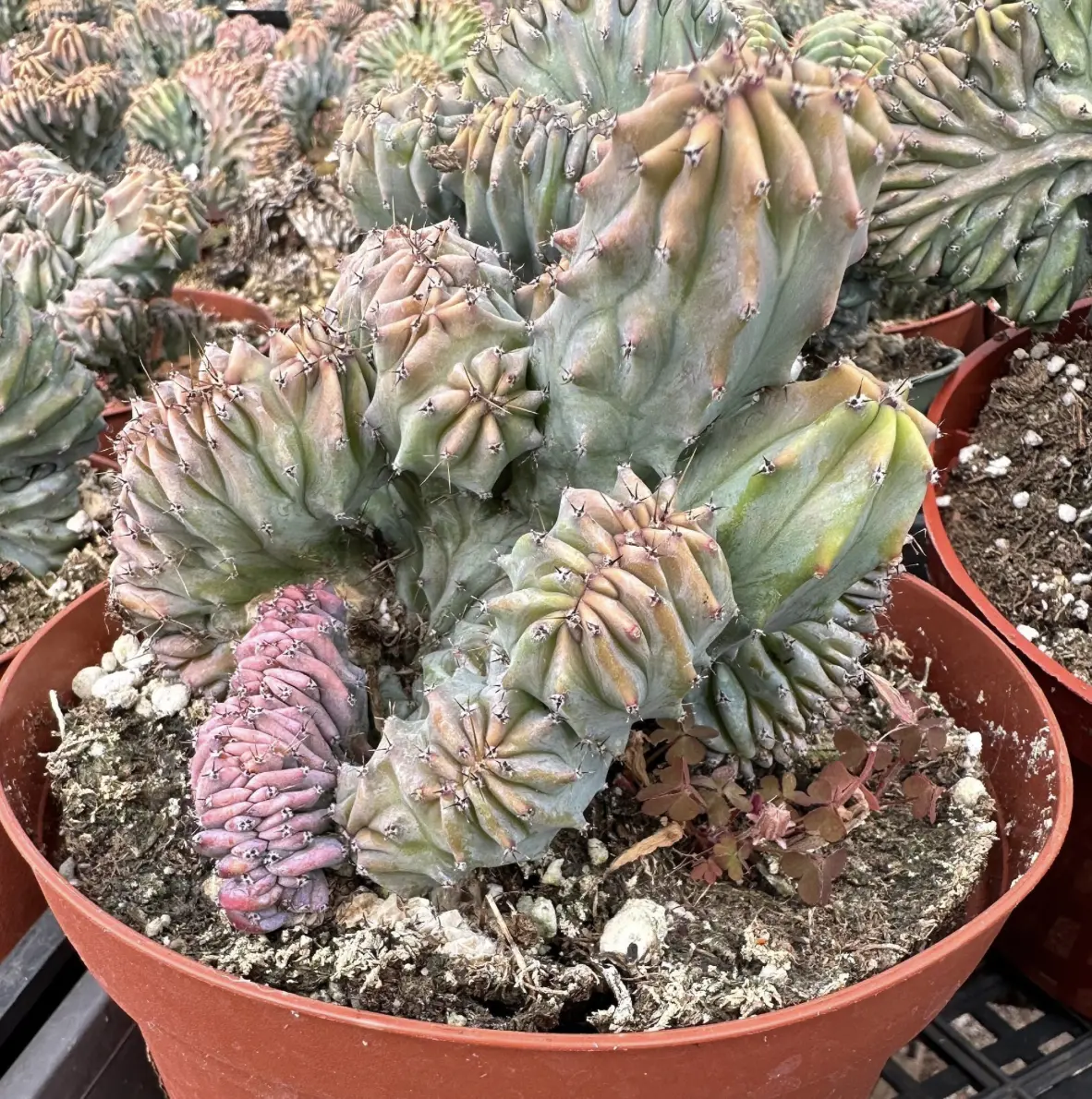 Blue Candle Crested Cactus, Blue Myrtle Crested Cactus, Myrtillocactus Geometrizans "Strictum Cristata", Rare Plant in 4'', 6'', 8'' pot