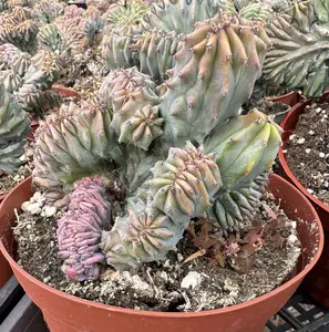 Blue Candle Crested Cactus, Blue Myrtle Crested Cactus, Myrtillocactus Geometrizans "Strictum Cristata", Rare Plant in 4'', 6'', 8'' pot