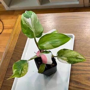 “Elsa” the White Princess