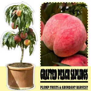 Honey peach seedlings, living fruit trees for outdoor gardens, grow rapidly, produce rich, sweet and juicy, taste delicious, very suitable for fresh consumption