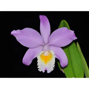 Cattleya Miss Endicott