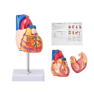 【Summervibes】VEVOR Human Heart Model, 2-Part 1:1 Life Size, Anatomically Accurate Numbered Anatomical Heart Model with Anatomically Correct Structures, Magnetic Design, Held Together on Display Base for Learning