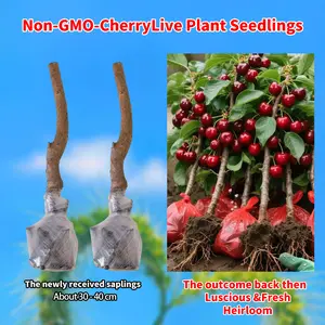 (ML#ZR)Cherry Tree Live Plant Sapling | Sweet Fruit Cherry Tree for Backyard Garden | Outdoor Growing Tree Starter | Easy Care Home Gardening Plant