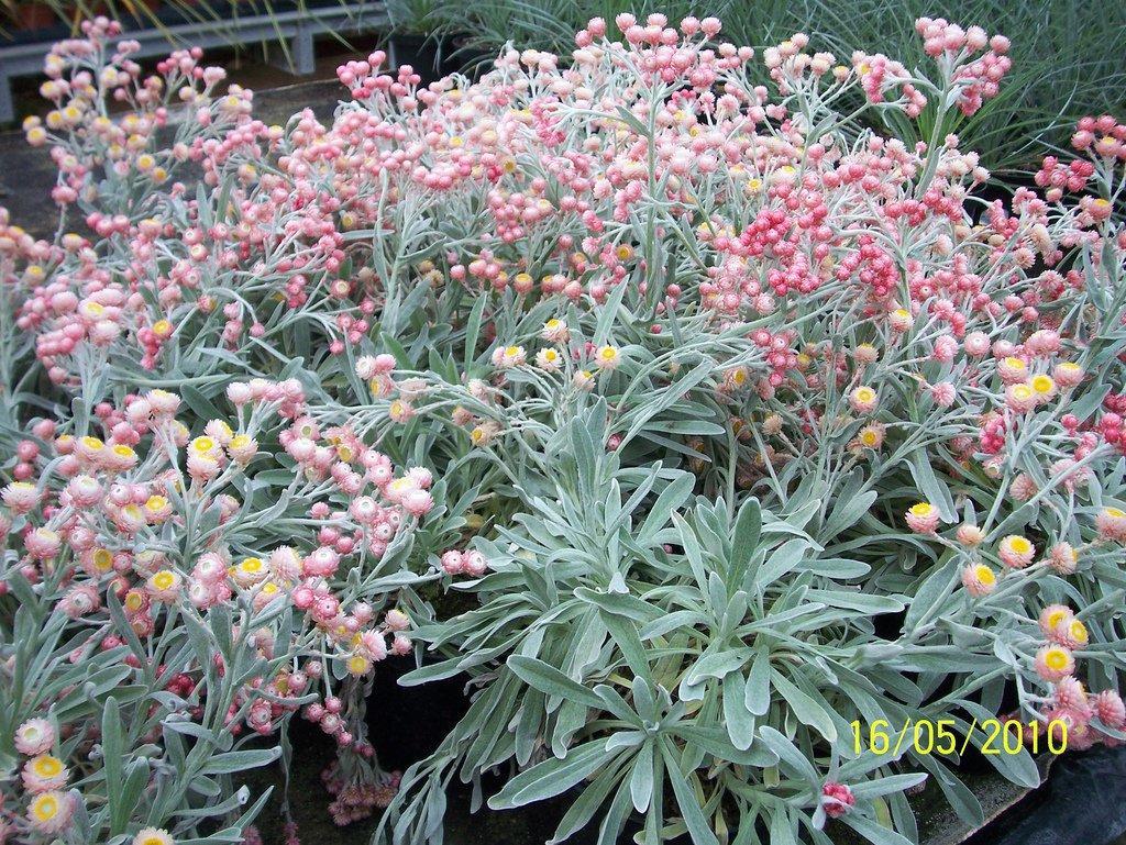 100 Apricot & Peach STRAWFLOWER Mix Coral Paper Daisy Xerochrysum Flower Seeds