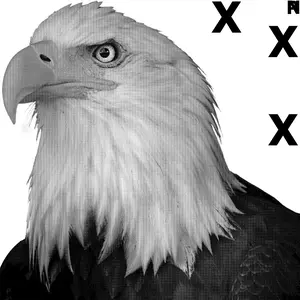 Bald egale poprtrait - symbol of stregnth and idependence - High Detail HD Airbrush stencil Decor Painting