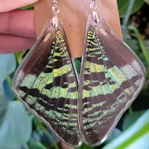 Real Madagascan Sunset Moth Wing Earrings