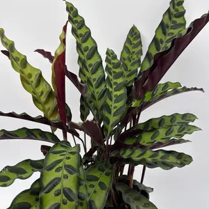 Prayer Plant Calathea Lancifolia 6” Pot – Pet Friendly Rattlesnake Plant, Purple Underside Leaves, Tropical Indoor Houseplant Decor